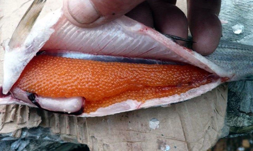 Armenia prohíbe caviar pescado blanco