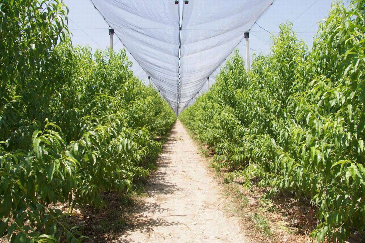 Agropro proyecto agrícola Aragatsotn