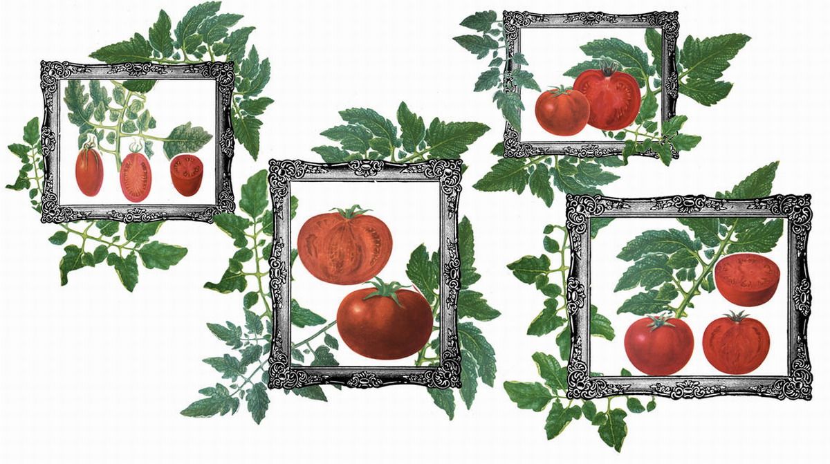 historia tomate armenio