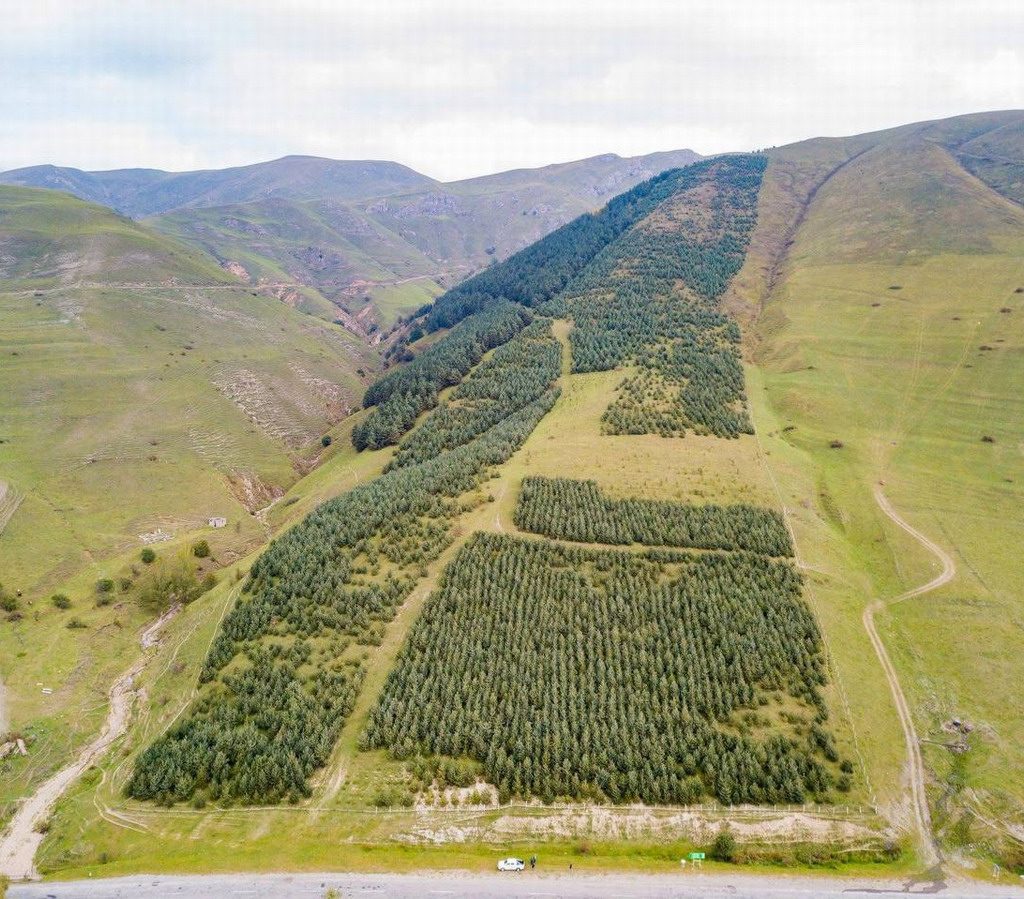 armenia tree project