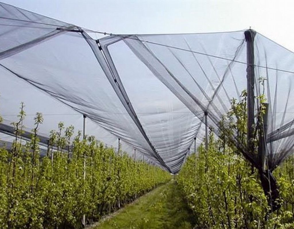 sector agroalimentario armenia