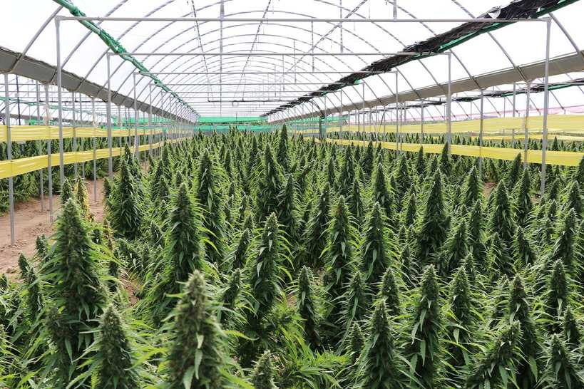 Armenia permite la producción de cannabis industrial