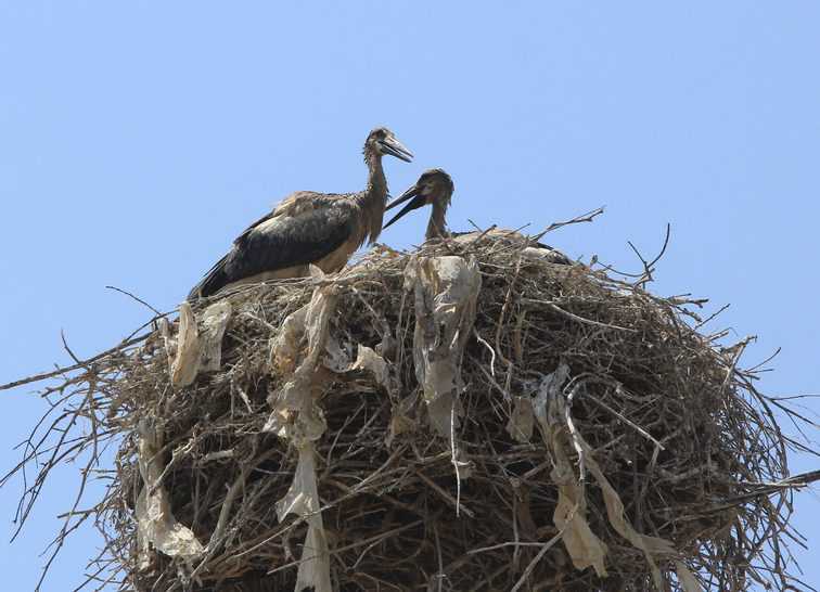 Cigüeñas de Armenia