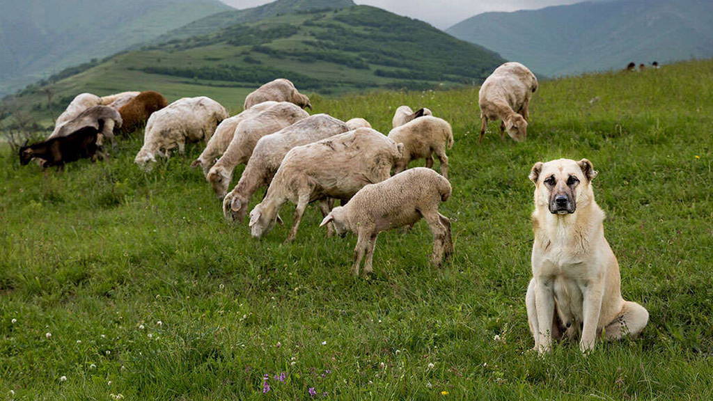 cual es la raza del perro gampr armenio