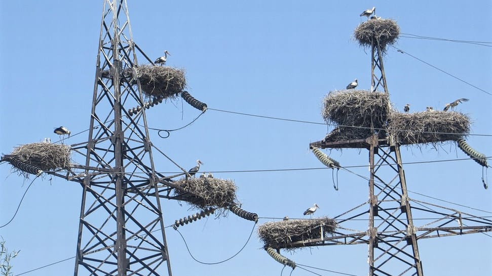60% de las cigüeñas en la región de Ararat están infectadas