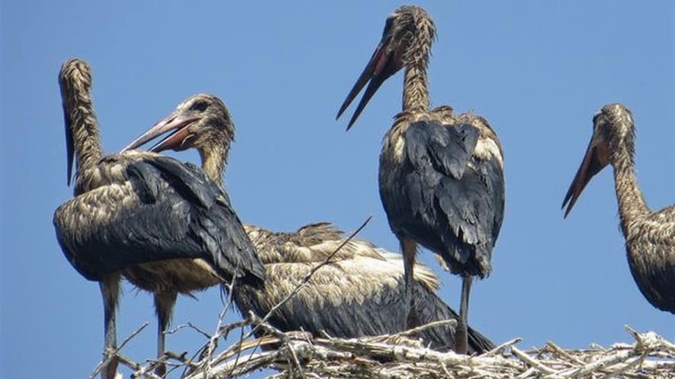 60% de las cigüeñas en la región de Ararat están infectadas