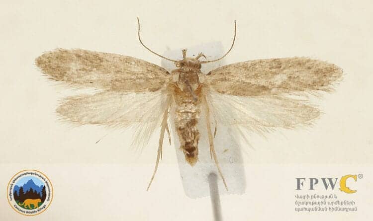 Depressaria urtsadzorensis polilla armenia