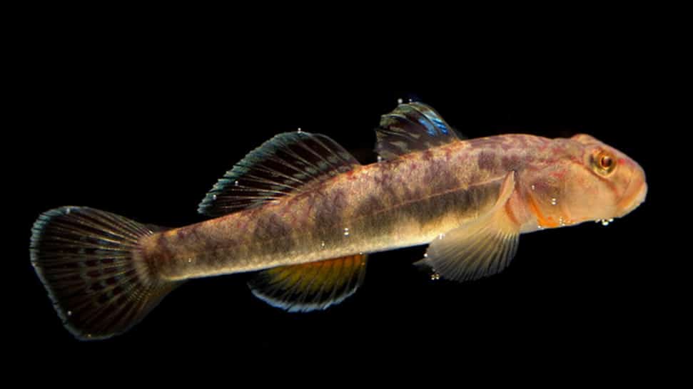 Se descubrió una nueva especie de pez en Armenia