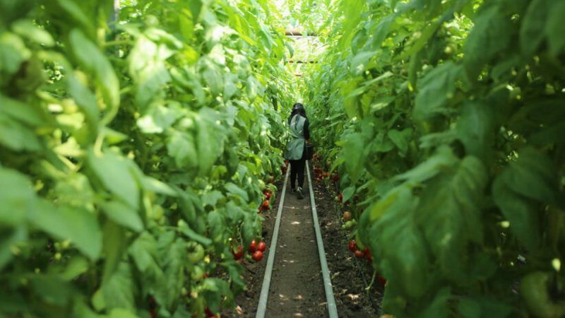 Construirán complejo de invernaderos en Armenia de €48 millones