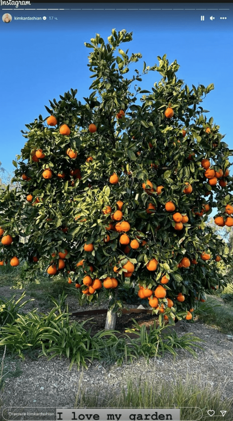 Kim Kardashian muestra los damascos y granadas de su jardín