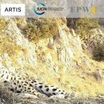 Es probable que Armenia tenga una pareja reproductora de leopardos caucásicos