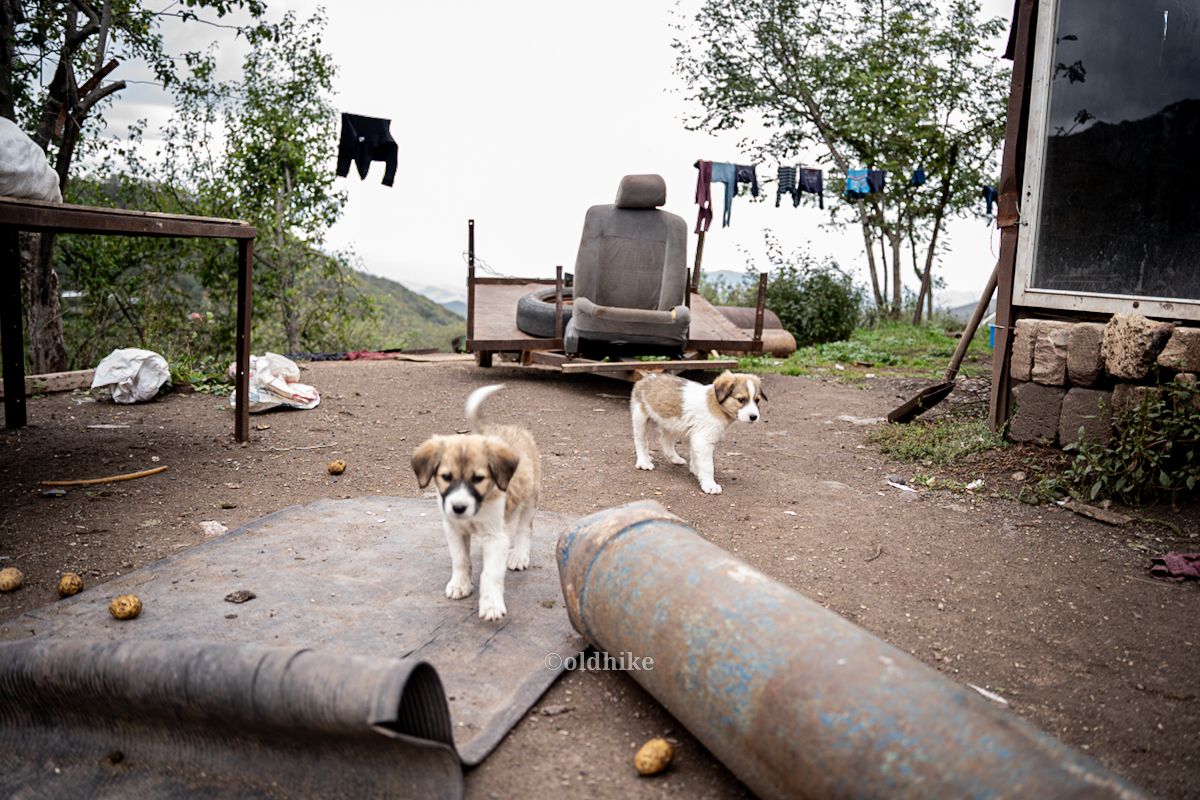 armenios karabaj mascotas