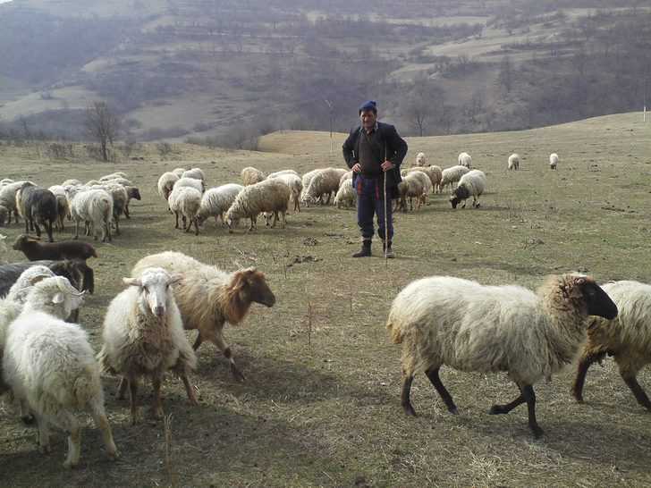 El Primer Ministro Nikol Pashinyan estima que la cría de ovinos y caprinos es una de las ramas más prometedoras de la agricultura armenia, que también puede convertirse en una herramienta muy eficaz para superar la pobreza y las complicaciones económicas causadas por el coronavirus.