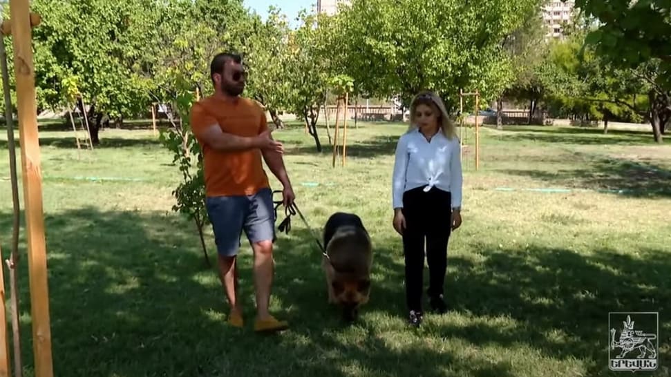 Ereván establecerá parques especiales para mascotas