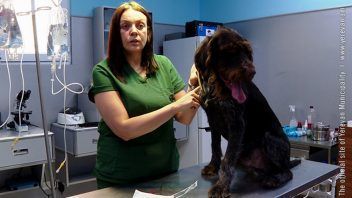 Será obligatorio el registro de perros y gatos en Ereván