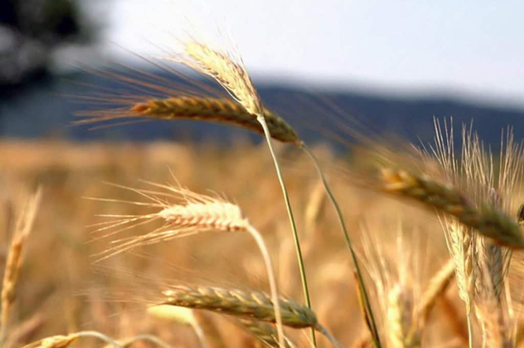 gobierno armenio agricultores trigo