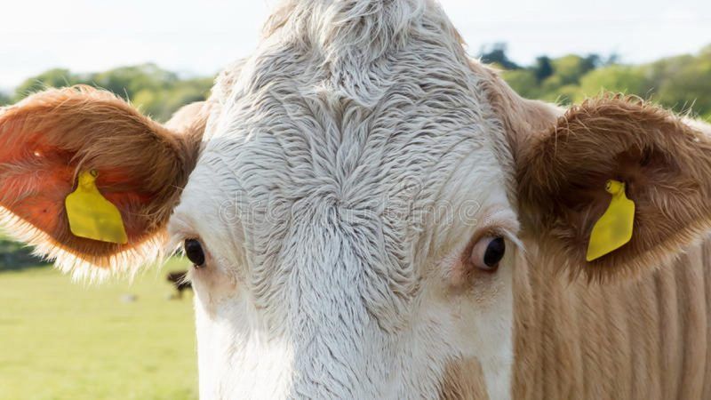 800.000 cabezas de ganado tendrán código QR en Armenia