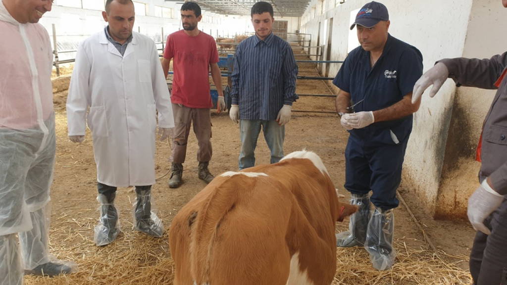 800.000 cabezas de ganado tendrán código QR en Armenia